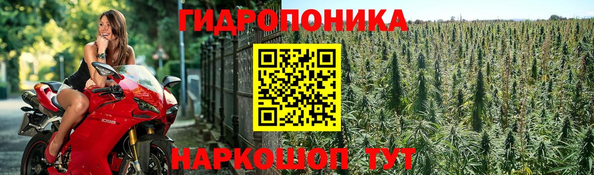 Канабис сатива Лангепас